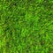 Green Moss Plant Background.