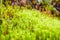 Green moss Polytrichum commune growing