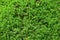 Green moss  Polytrichum commune  texture.