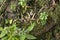 Green moss on the rainforest floor detail. Natural forest background of jungle fen with copy space