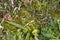 Green moss on the rainforest floor detail. Natural forest background of jungle fen with copy space