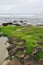 Green Moss San Diego La Jolla Rocky Coast