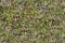 Green Moss. Seamless Tileable Texture