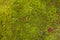 Green Moss Seamless Tileable Texture