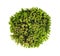 green moss sphagnum closeup isolated round