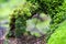 Green moss sprouts on an old tree close-up, soft focus