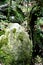 Green moss on stone and tree. Photo of stone