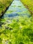 Green Moss swamp on a river