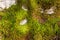 Green moss texture covering a stone wall for Background