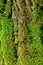 Green moss on the tree. mossy bark background.
