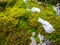 Green moss on tree and rock plant land winter season snow