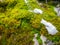 Green moss on tree and rock plant land winter season snow