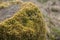 Green moss on tree stump