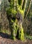 Green Moss Tree Trunk