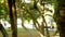 Green moss on tree trunks in focus. Blurry summer park with walking people in the background