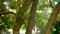 Green moss on tree trunks in focus. Blurry summer park with walking people in the background