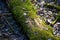 Green moss on the trunk of an old rotten tree that fell to the ground in the forest. Dead wood in wildlife background