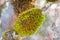 Green moss tuft lump with Sporophytes and orange capsules covering branch of tree in the forest