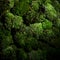 Green moss wall isolated objekcts