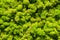 Green moss wall, top view texture