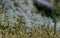 Green moss and white lichens on the forest ground