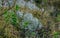 Green moss and white lichens on the forest ground