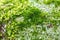 Green moss on the wood macro