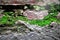 green mosses grow on concrete