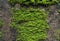 Green Mosses plants on the concrete brick wall