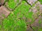 Green mosses on red bricks in the garden