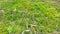 green mossy and algae growing on the soil surface.