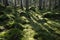 Green mossy backlit forest