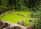 A green mossy dirty ditch at backyard photo taken in Semarang Indonesia