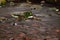 Green mossy rocks in dark moorland water.