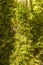 Green mossy twigs detail