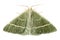Green moth chlorissa etruscaria