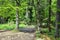 Green mountain forest with pine and aspen