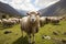 Green mountain meadow hosts a peaceful gathering of grazing sheep