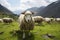 Green mountain meadow hosts a peaceful gathering of grazing sheep