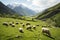 Green mountain meadow hosts a peaceful gathering of grazing sheep