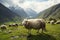 Green mountain meadow hosts a peaceful gathering of grazing sheep