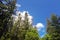 Green mountain spruce and blue sky