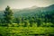 Green mountain with tea plantations and big tree with sky as background