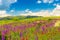 Green mountains and bright wildflowers of violet color on a sunny summer day, landscape