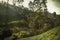 Green mountains hills with tea plantation fields terrace trees and sunset sky landscape in Sri Lanka Nuwara Eliya surroundings