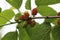 Green mulberries ripen on tree branches in an orchard