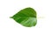 Green mulberry leaf.