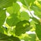 Green Mulberry leaves