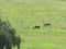 Green multi-toned farm Grassland with two buck grazing in the sunlight