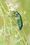 Green muscae hispanicae